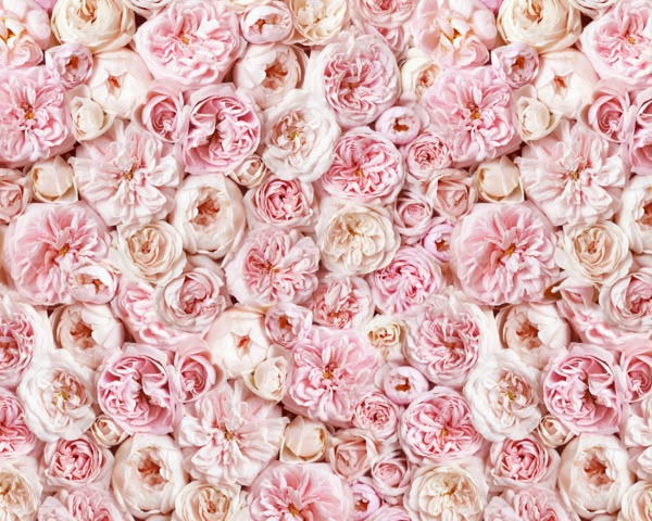Blush Pink Rose Wall Mural