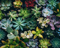Colorful Succulent Garden Mural