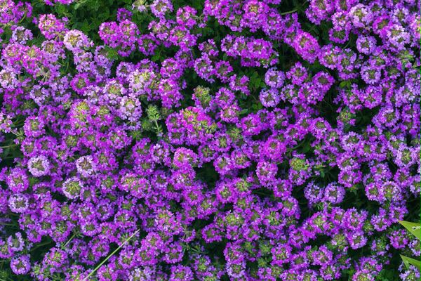 Purple Flower Garden Mural